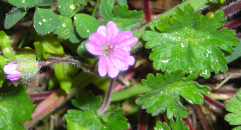 Geranium molle / Geranio volgare